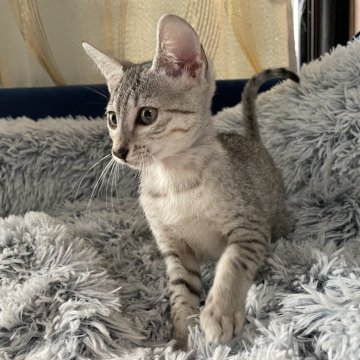 エジプシャンマウ【岐阜県・男の子・2025年8月16日・シルバー】の写真「期間限定お値下げ中！」