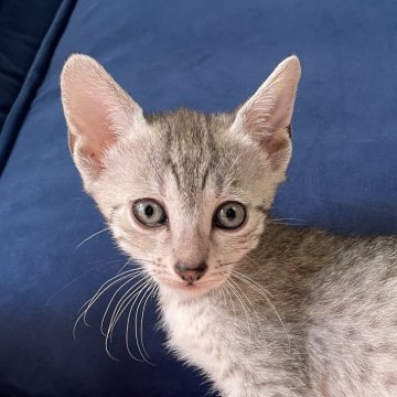 エジプシャンマウ【岐阜県・男の子・2025年8月16日・シルバー】の写真「かわいいです！」