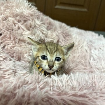 エジプシャンマウ【岐阜県・男の子・2024年12月24日・ブロンズ】の写真「スポットの美しい兄妹です。」
