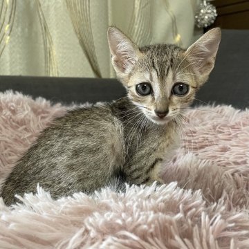 エジプシャンマウ【岐阜県・男の子・2025年4月30日・ブロンズ】の写真「賢く飼いやすい子です。」