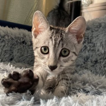 エジプシャンマウ【岐阜県・男の子・2025年8月16日・シルバー】の写真「期間限定お値下げ中！」