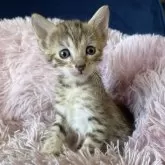 エジプシャンマウ