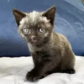 アメリカンショートヘア