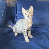 エジプシャンマウ