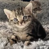 アメリカンショートヘア