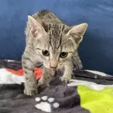 エジプシャンマウ