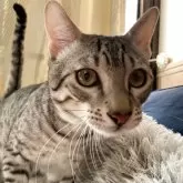 エジプシャンマウ