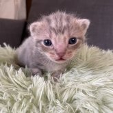アメリカンショートヘア