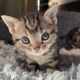 アメリカンショートヘア