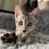 エジプシャンマウ