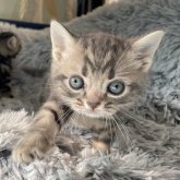 アメリカンショートヘア