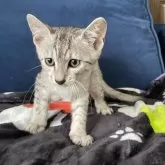 エジプシャンマウ