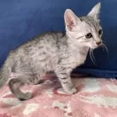 エジプシャンマウ【岐阜県・男の子・2025年8月16日・シルバー】の写真5