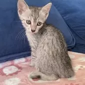 エジプシャンマウ【岐阜県・男の子・2025年8月16日・シルバー】の写真5