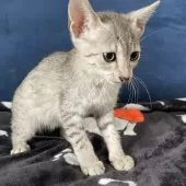 エジプシャンマウ【岐阜県・男の子・2025年8月16日・シルバー】の写真3