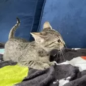 エジプシャンマウ【岐阜県・男の子・2025年8月16日・ブロンズ】の写真3