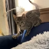 エジプシャンマウ【岐阜県・男の子・2025年8月16日・ブロンズ】の写真6