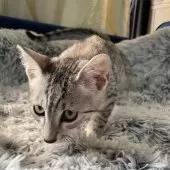 エジプシャンマウ【岐阜県・男の子・2025年8月16日・シルバー】の写真7