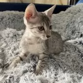 エジプシャンマウ【岐阜県・男の子・2025年8月16日・シルバー】の写真7