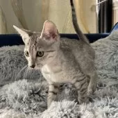 エジプシャンマウ【岐阜県・男の子・2025年8月16日・シルバー】の写真8