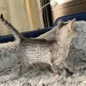 エジプシャンマウ【岐阜県・男の子・2025年8月16日・シルバー】の写真8