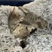 エジプシャンマウ【岐阜県・男の子・2025年8月16日・ブロンズ】の写真8