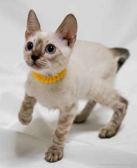 ID:2201-00174の子猫