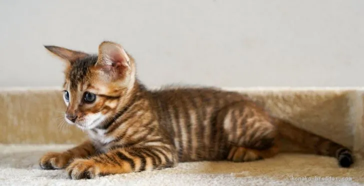 ID：2008-00431の子猫