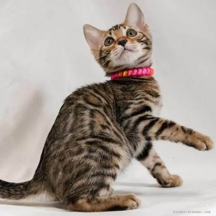 ID:2312-01423の子猫