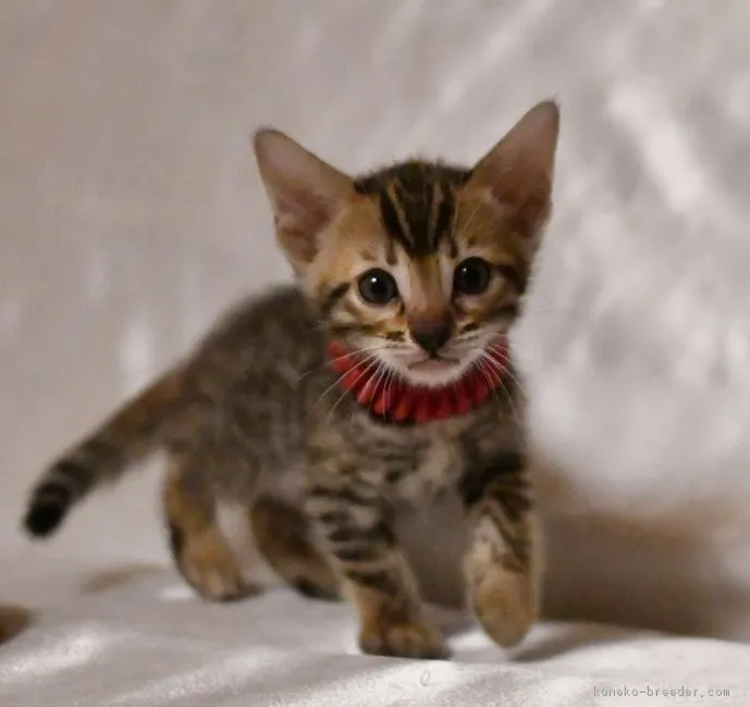 ID:1808-00631の子猫