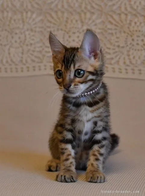 ID：1705-01303の子猫