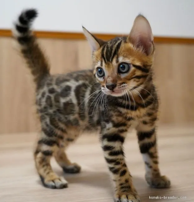 ID：2005-01946の子猫