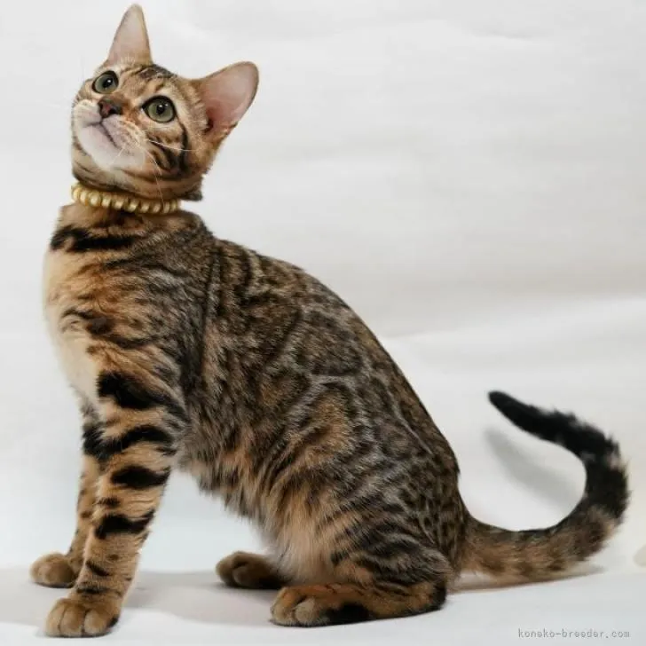 ID：2207-02461の子猫