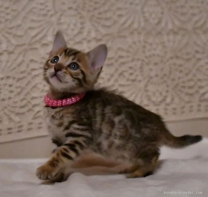 ID：1712-00696の子猫