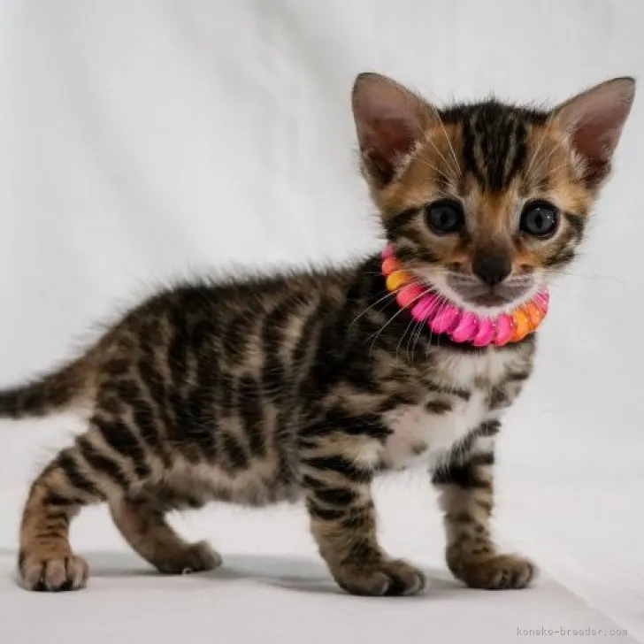 ID:2312-01420の子猫