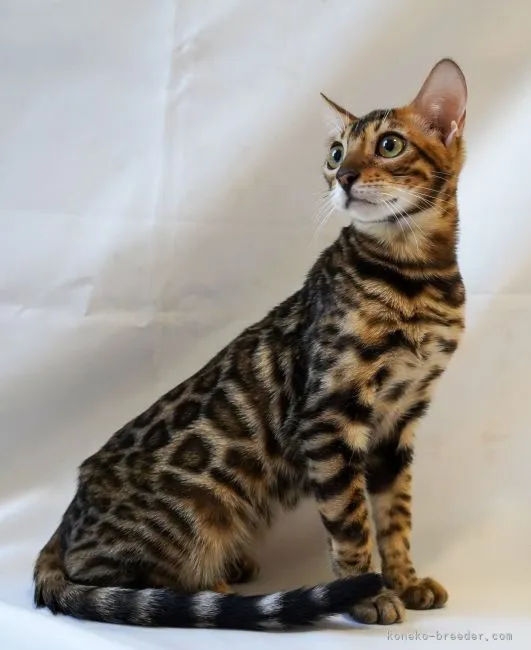 ID：2105-01396の子猫