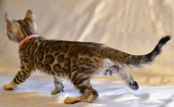ID：1904-01024の子猫