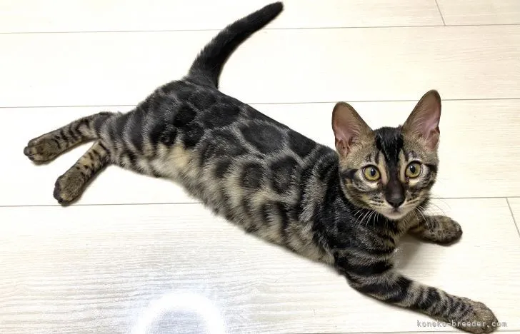 ID:2108-01787の子猫