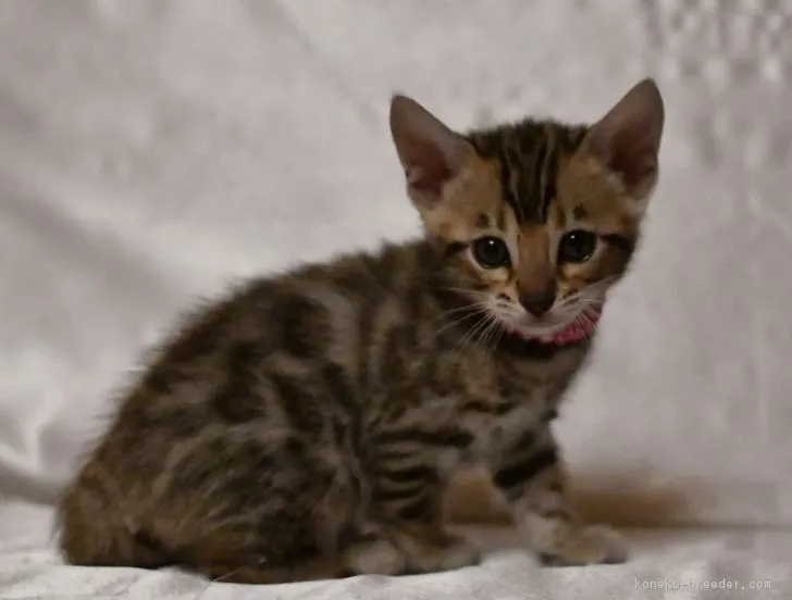 たんたん 様のお迎えした子猫