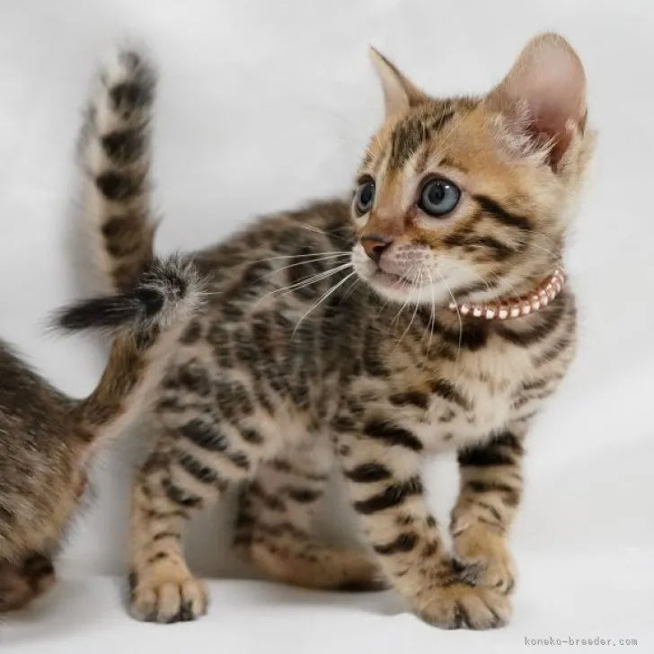 ID：2306-01401の子猫