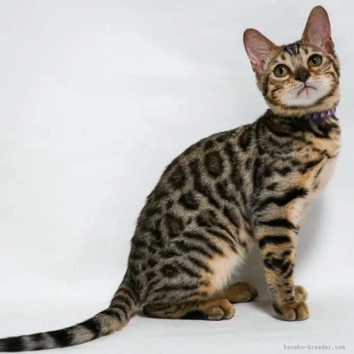 ID：2203-00768の子猫