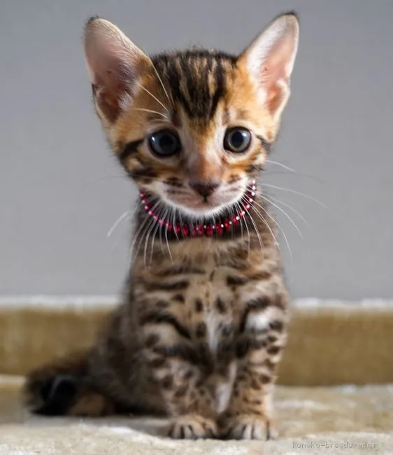 ID：2005-01947の子猫