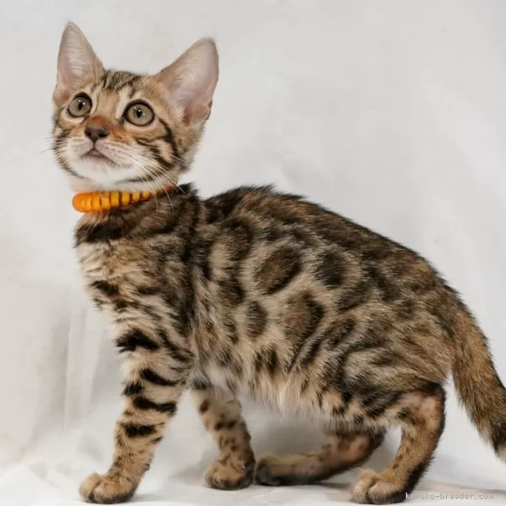 ID：2401-01520の子猫