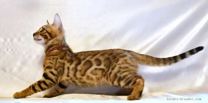 ID:1906-02246の子猫
