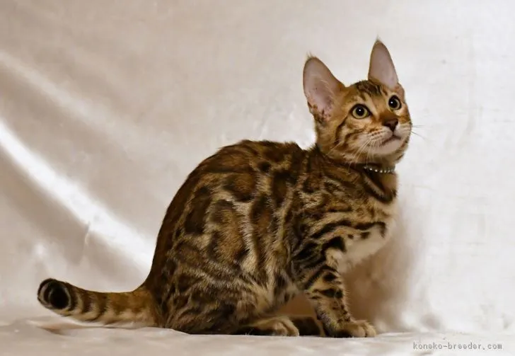 ID：1708-00143の子猫