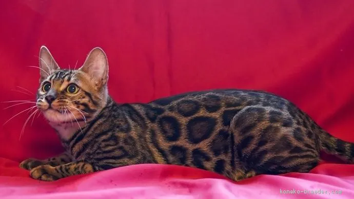 ID:1912-00823の子猫