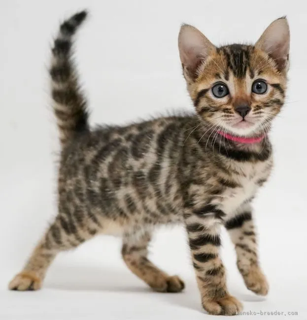 ID：2205-00724の子猫