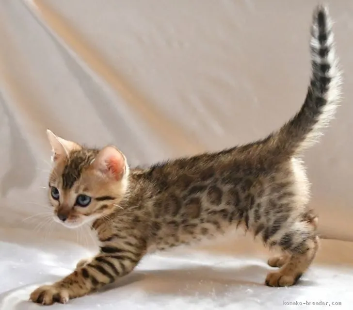 ID:2003-00420の子猫