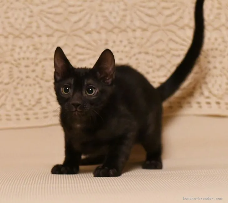 ID：1704-00083の子猫