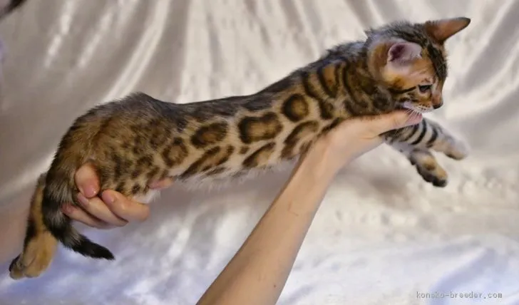 ID:1905-00259の子猫